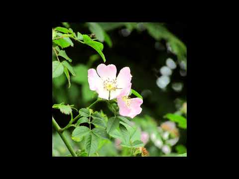 [SOLD] acoustic nothing,nowhere. x skele x killedmyself type beat - apricity.