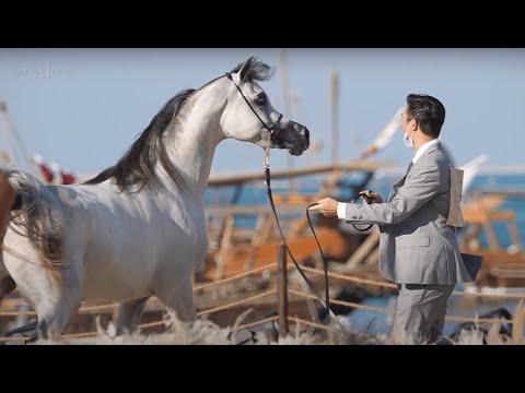 ◾️ D SHARAR ◾️⁣Gold Champion Junior Colt⁣, 2022 KIAHF