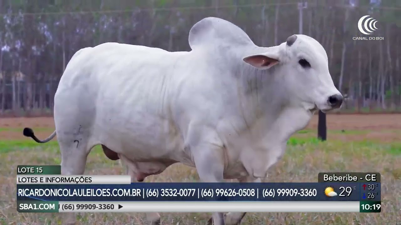 Leilão Nelore Cutolo oferta reprodutores neste domingo no AgroCanal