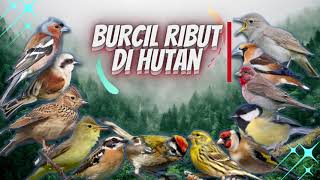 Download lagu BURCIL di Alam Liar Untuk Masteran dan Pikat || Suara Burung Kecil Ribut di Hutan mp3 Download lagu BURCIL di Alam Liar Untuk Masteran dan Pikat || Suara Burung Kecil Ribut di Hutan mp3