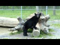 Frankie The Black Bear