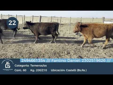 Lote M Y H- Castelli Bs As