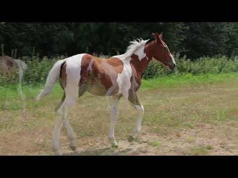 PORTOVÉKIO DU FIGARET