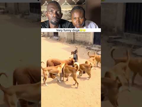 Funny dogs..