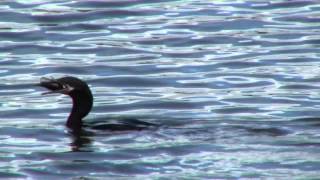 preview picture of video 'Cormoranes Pescando - Cormorants Fishing (Phalacrocorax olivaceus), by trucha1618xx'