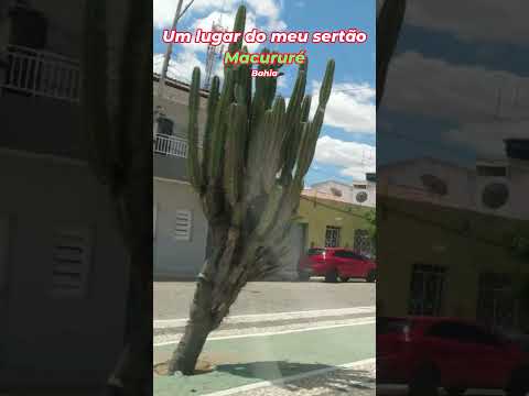 Macururé            #nordeste    #viagem   #bahia    #sertão