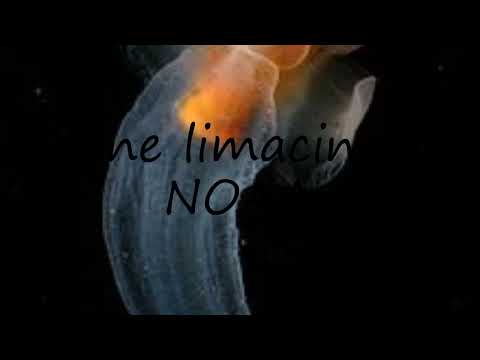 How to pronounce Clione limacina by NOAA in English?