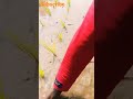 paddy plant plantation 💕|farmers hard work ❤️|#shorts #ytshorts