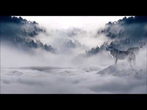 Nachricht vom verschollenen Silent Wolf?