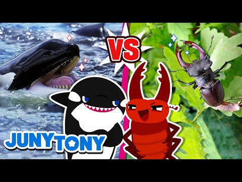 The Match of Strength | Shark, Whale, Stag Beetle +More | Kids Songs | JunyTony