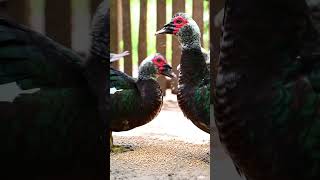 Download lagu Entok dragon. #entokdragon #entok #bebek #ayam #animals mp3