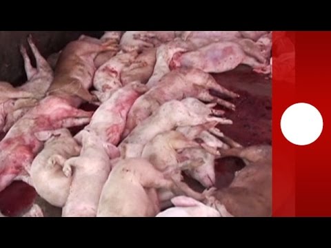 Contaminated pig carcasses: 34 arrested for selling...
