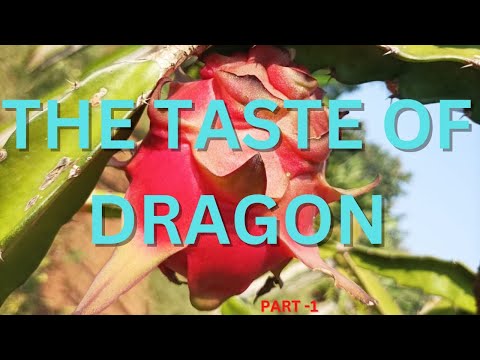 DRAGON FRUIT FARMING || PART-1 || SHREYA ASHRITH VLOGS ||