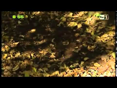 PREMIO NAZIONALE DOLCE CON NOCCIOLA ROMANA DOP - RONCIGLIONE (VT) - UNO MATTINA