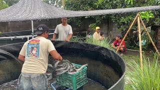 Download lagu Catfish Harvest, Cook Fried Catfish and Sambal mp3