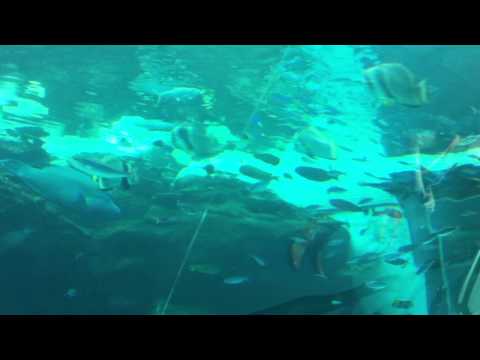 会計学科 ユーチューブyoutube.comが名古屋港水族館になった！感動のイルカや魚たち！税理士木村勝則の独り言！経営革新等支援機関近畿財務経済産業局認定木村勝則税理士事務所滋賀県高島市安曇川町