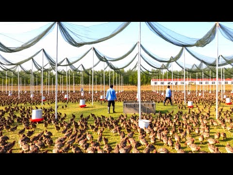 Quail Farming & Processing In China