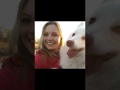 Německý špic velký bílý