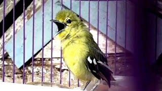 Download lagu Masteran suara sirtu cipoh full ngetir mp3