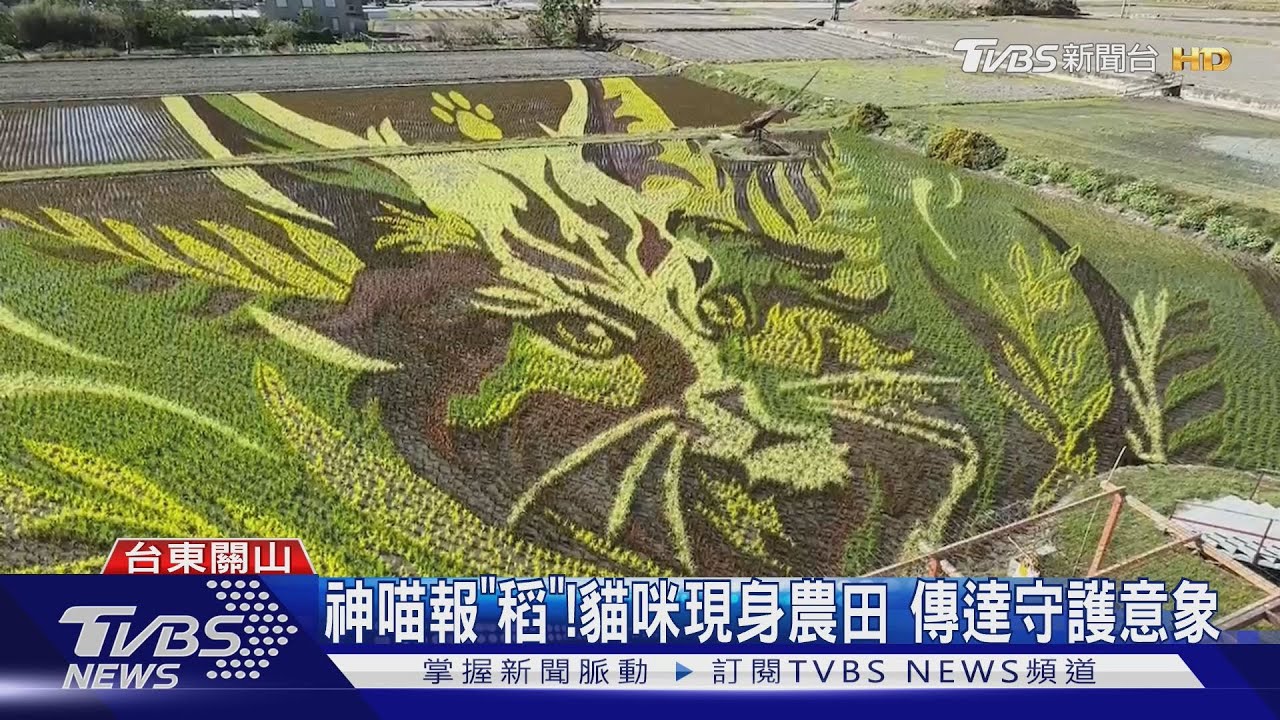 神喵報「稻」! 貓咪現身農田 傳達守護意象