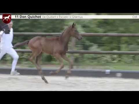 11 Don Quichot (De Quidam x Escudo), colt / hengstveulen