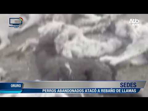 Perros asilvestrados atacan rebaño y dejan 30 llamas afectadas en Oruro