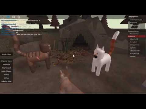 Ultimate Warrior Cats Morphs Roblox