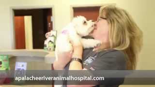 preview picture of video 'Welcome to Apalachee River Animal Hospital'