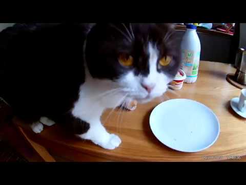 Didile CAT VS French Baguette = Passionate French Kissing