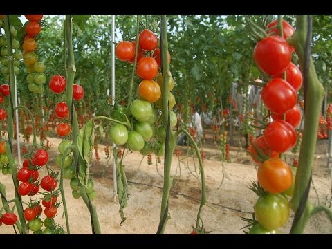 , title : 'Sistemas de Siembra para Tomate en Invernadero - TvAgro por Juan Gonzalo Angel'