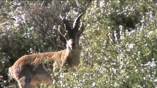 preview picture of video 'Cabra montesa en las cercanías de Bogarra (Sierra de Alcaraz, Albacete)'