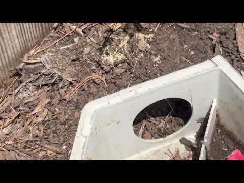 Ants Filling Up the Rodent Bait Station in...