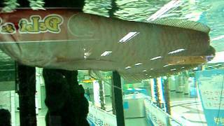 preview picture of video 'Arowanas en un acuario del metro de Daegu (Corea)'