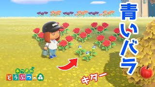 【あつ森】タネから青いバラを咲かせる！交配の解説や増やし方など。【あつまれどうぶつの森】
