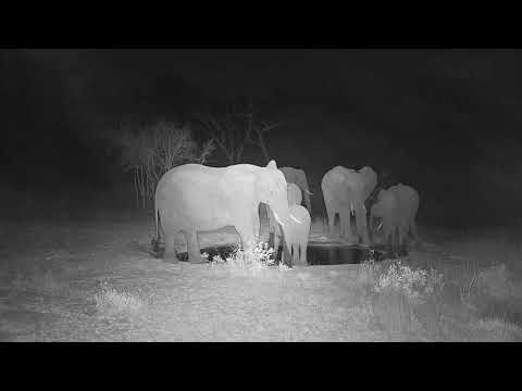 Djuma: Elephants drinking at the pan - 18:29 - 09/20/20