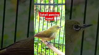 Download lagu suara pleci betina birahi memanggil jantan #plecigacor mp3