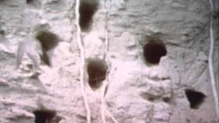 Sesame Street: Animal Houses