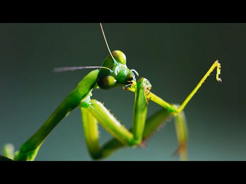 The Headless Mating Mantis | The Mating Game | BBC Earth