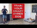 Learn How To Manage And Train An Excitable Young Dog