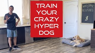 Learn how to manage and train an excitable young dog