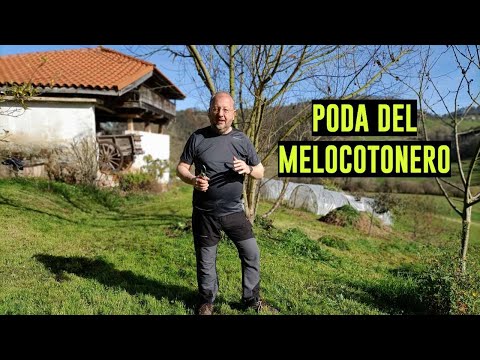 , title : 'Consejos para la poda del melocotonero albaricoque nectarina || Conceptos de poda suave #poda'