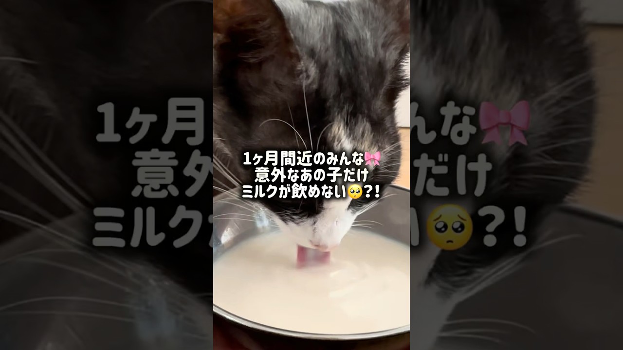 ミルクが飲めなかったのはまさかのあの子🙈💕1ヶ月間近のみんなの様子！#kittens #子猫 #cat #思い出記録 #kawaii