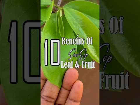 10 Benefits Of Soursop Leaf & Fruit. Number 1 is mind blowing 🤯