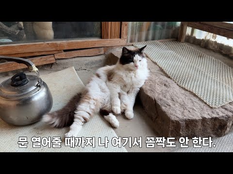문 열어 달라고 시위 중인 고양이