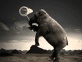 L'Elefante e la Farfalla-Michele Zarrillo 
