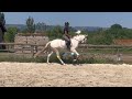 Hongre 4 ans dressage et loisirs