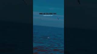 Download lagu status whatsaap | story pelaut | story pelayaran | si bolang mp3 Download lagu status whatsaap | story pelaut | story pelayaran | si bolang mp3