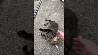 漁師小屋を訪れた野良ネコちゃん