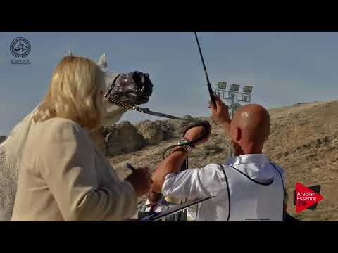 N.57 MAGIC MA CHERIE - 2017 SPANISH NATIONALS - 7 Years Old and Older Mares (Class 9)