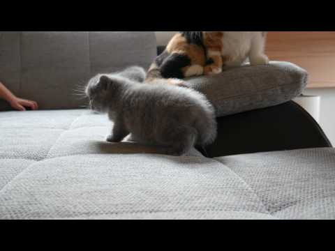 Britisch Kurzhaar (BKH) Zucht - Cattery Nusscats F-Wurf vom 12.02.2017